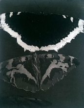 Ladislav Čepelák: Motýli, 1986